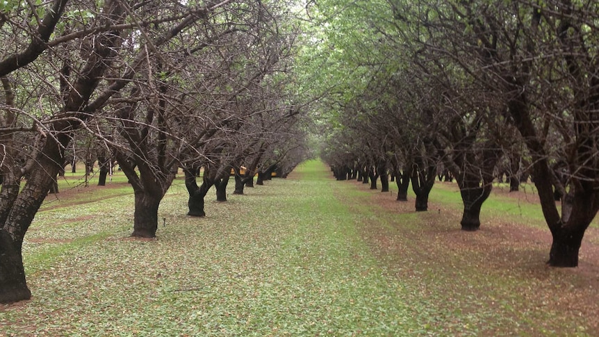 Almond trees with green leaves.