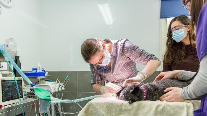 Dokter hewan Canberra melakukan operasi pada seekor anjing