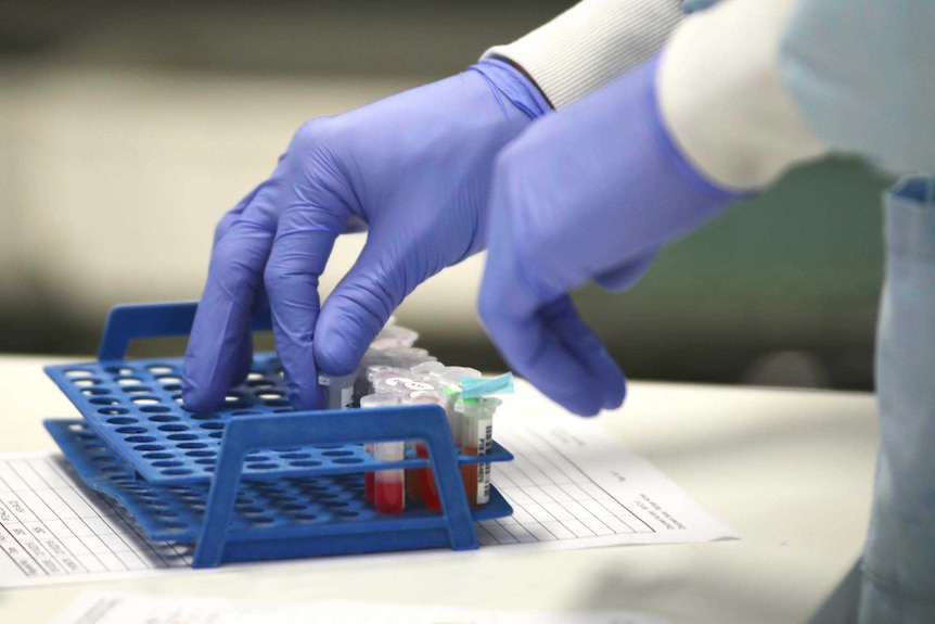 A lab worker's hands with purple rubber gloves on handles vials of blood in a blue rack.