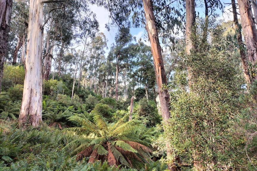 A generic shot of a forest area