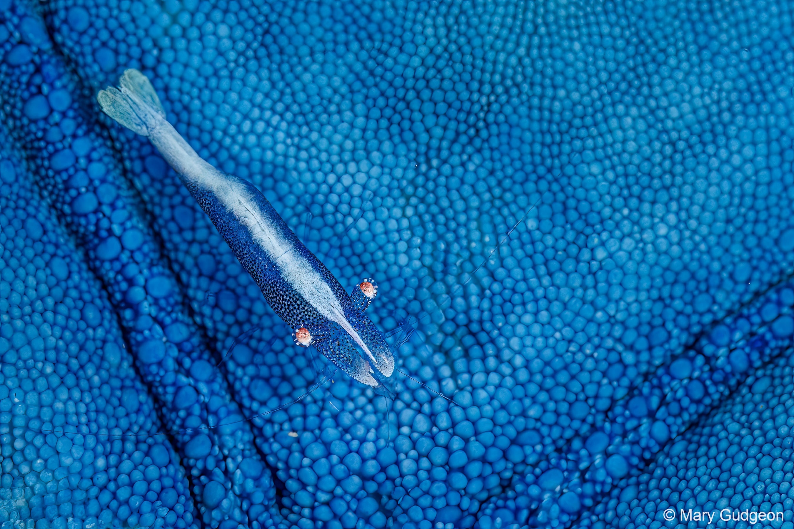 A close up of a blue starfish shrimp swimming over a blue starfish. 
