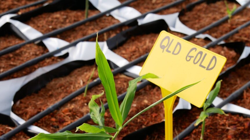 A yellow picket sign with the worlds QLD GOLD surrounded by plants in mulch bags.