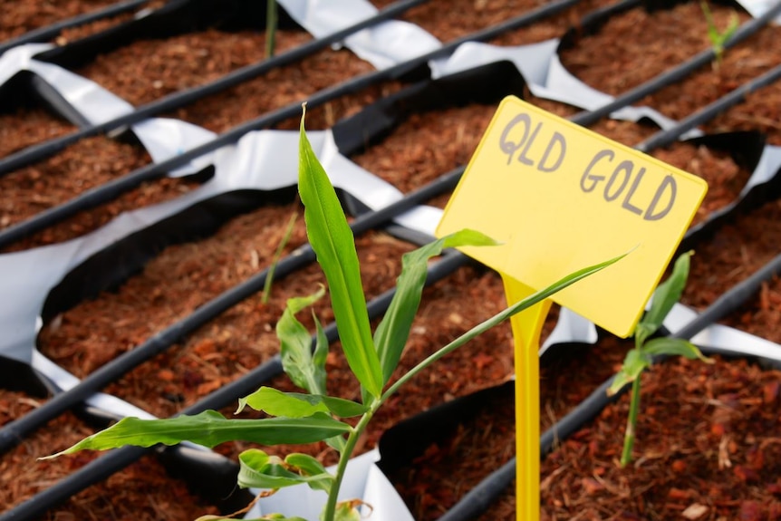 A yellow picket sign with the worlds QLD GOLD surrounded by plants in mulch bags.