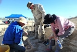 Three people with spades and brushes in hand extricate a fossil from soil at Richmond in Queensland.