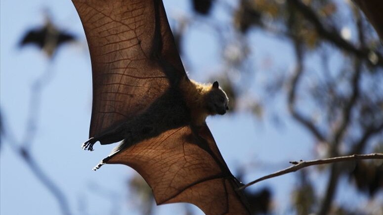Viral video: Woman finds live bat hanging upside-down from her