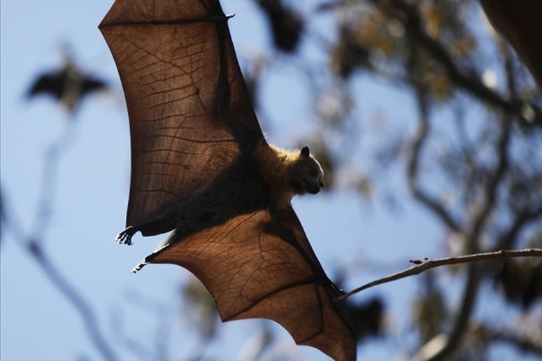 A bat flying mid-air, ready to land on a tree branch.