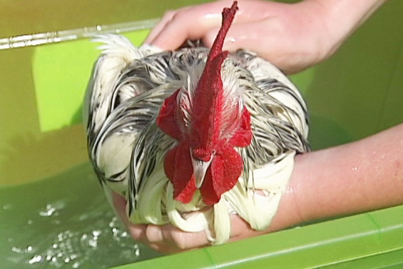 Washing a chook