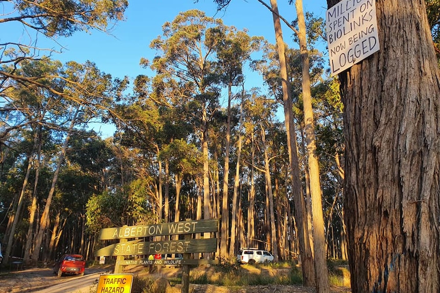 Alberton State Forest sign with gum trees behind
