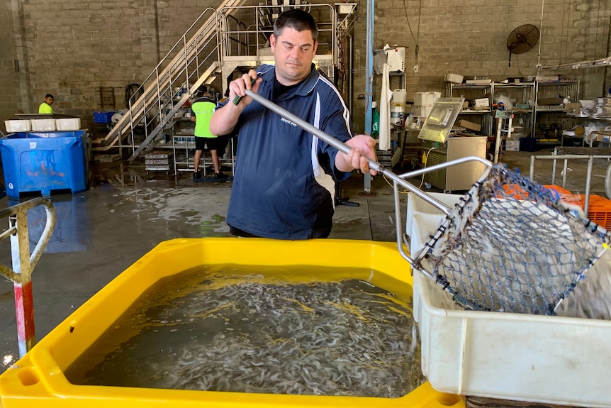 A man moving live prawns from a vat to a tray with a net in a factory.