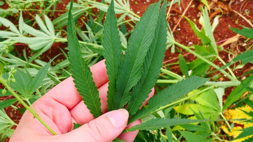 A hand holds a cannabis leaf.