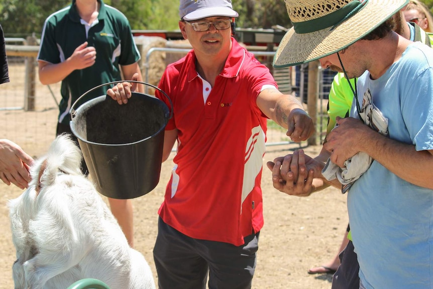 feeding goats in a paddock