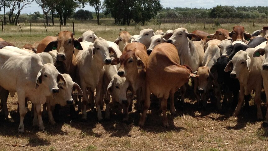 A group of Brahman cattle.
