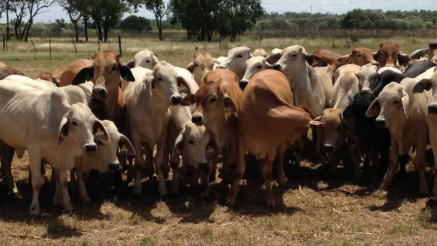 New case of BJD confirmed in central Queensland