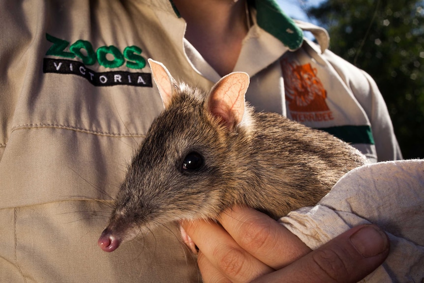 A zoo keeper holds an Eastern Barred Bandicoot in the plam of their hand