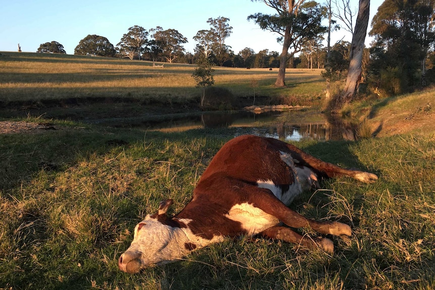 Cow dies of bovine anaemia
