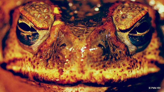Cane Toads - Behind The News