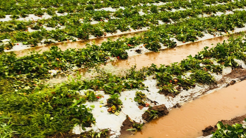 Hail damage to a crop at a berry farm at Wolvi on Queensland's Sunshine Coast.