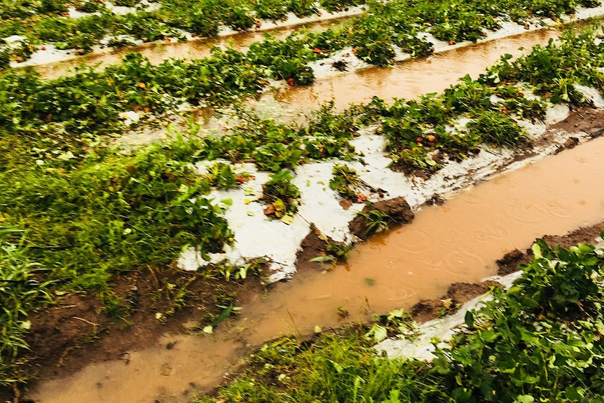 Hail damage to a crop at a berry farm at Wolvi on Queensland's Sunshine Coast.