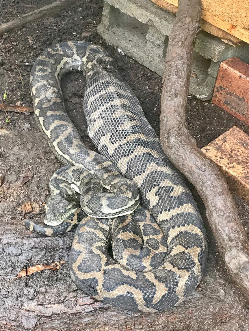 A Carpet python after feasting on two chickens