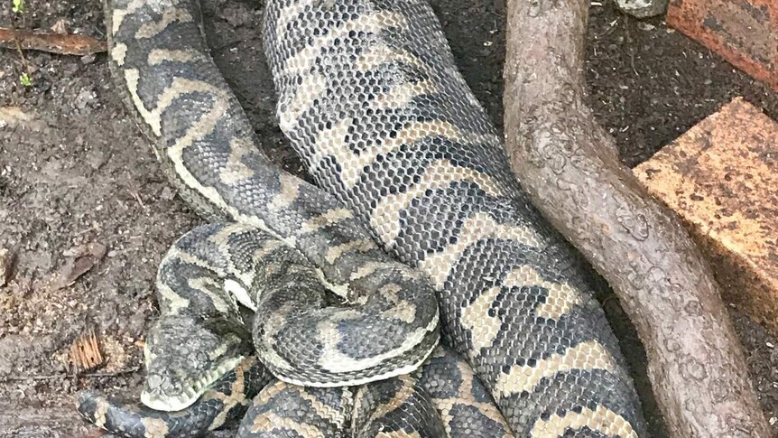 A Carpet python after feasting on two chickens