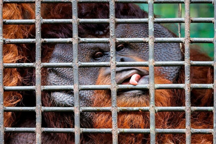orangutan2