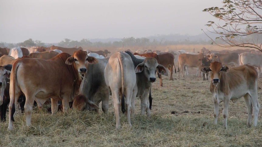 Cattle in paddock