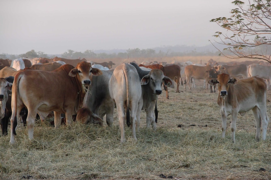 Feeder cattle grazing in a paddock