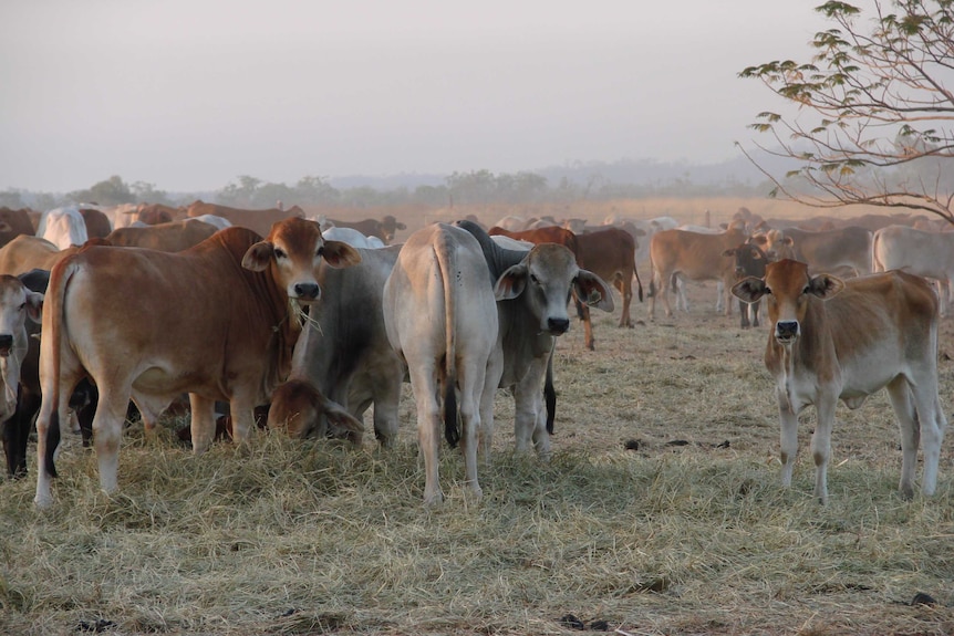 Cattle in paddock