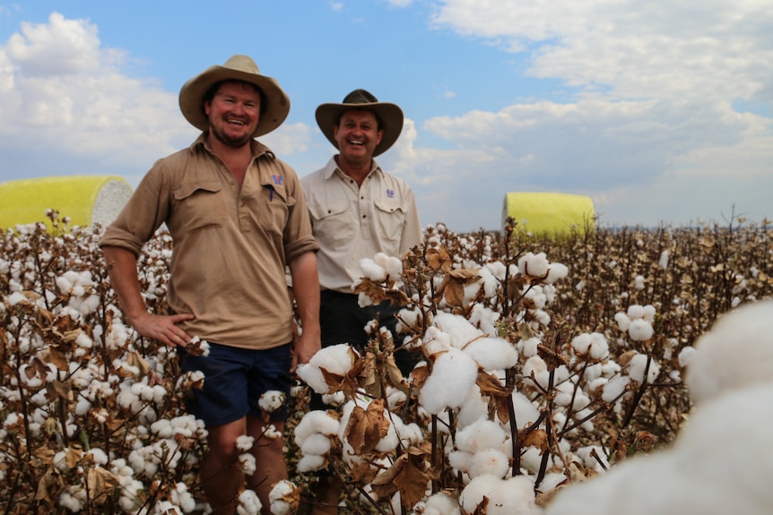 Farm manager Luke McKay and CEO of KAI Jim Englke stand in a cotton field at Ord River in the Kimberley.