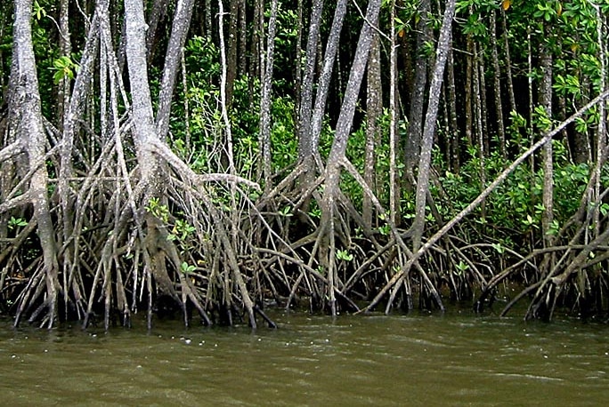 Mangroves.