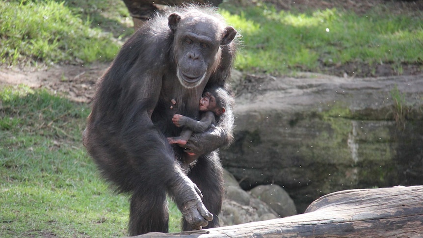 Chimpanzee Lisa proudly shows off her newborn at Taronga Zoo.