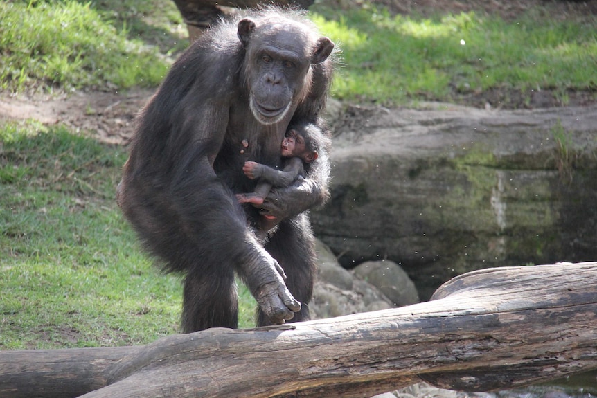 Chimpanzee Lisa proudly shows off her newborn at Taronga Zoo