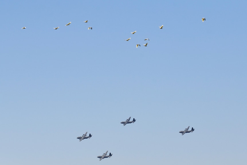 Cockatoos fly in the distances, the planes in formation lower down against a clear light blue sky.
