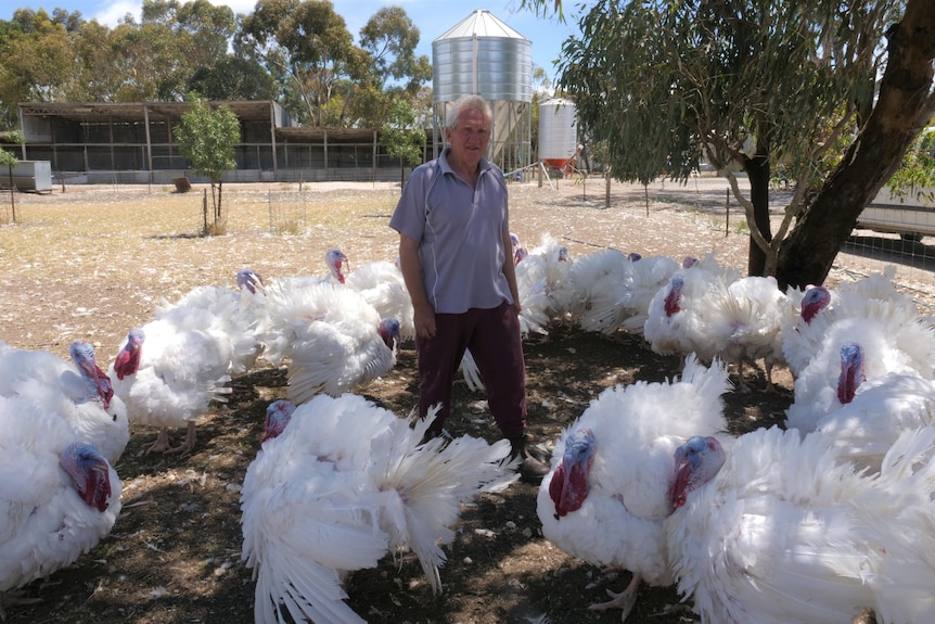 An older man is walking through a paddock among a flock of turkeys. They're ruffling their feathers around him 
