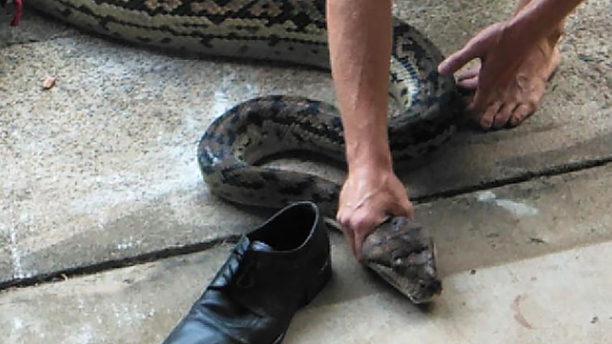 The 40-kilo python proved hard to bag