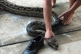 The 40-kilo python proved hard to bag