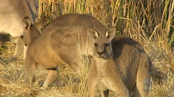 A group of kangaroos