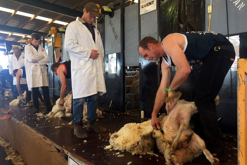 Champion shearer Daniel McIntyre shears a sheep at the Dubbo Show.