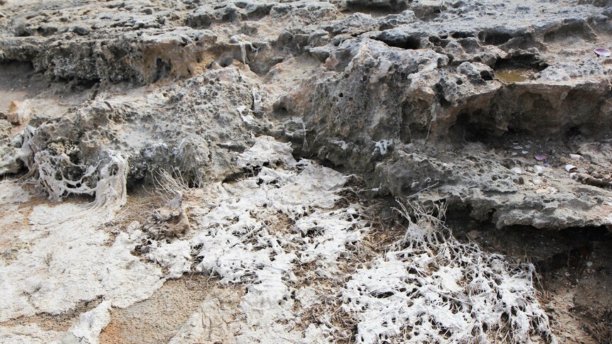 Algae-covered ground in the Coorong.