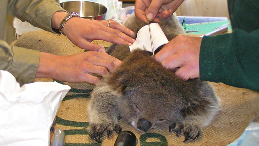 Contraceptive capsules are implanted between the shoulder blades of a female koala.
