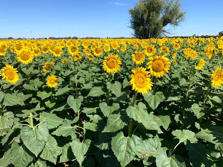 Yellow sunflowers blooming in a field