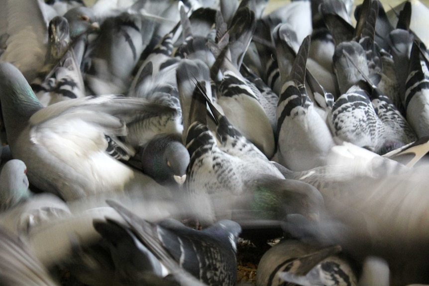 Pigeon fast flyers lead the flock with speed - ABC News