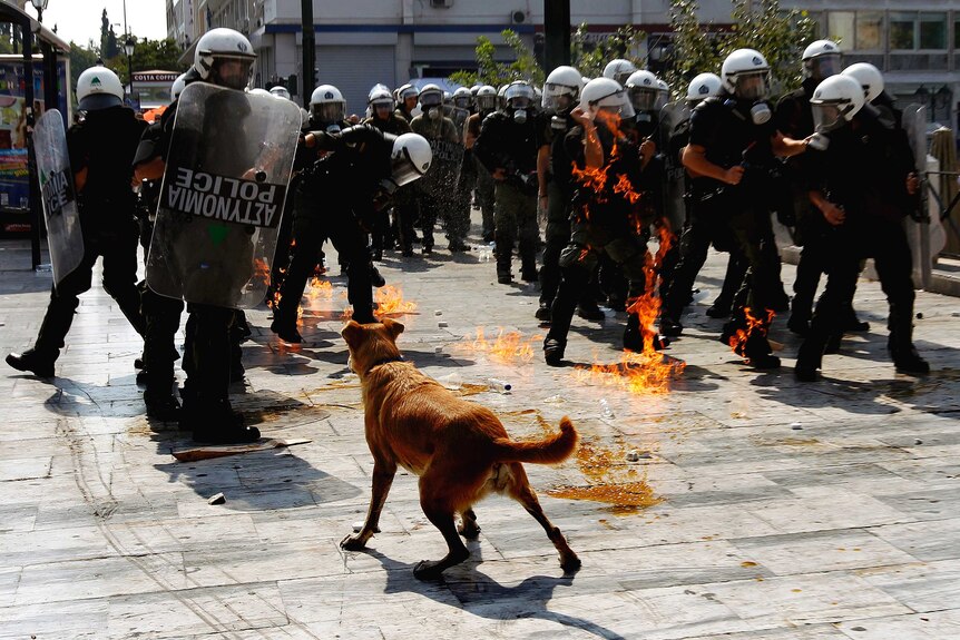 Sausage the stray dog barks at riot police