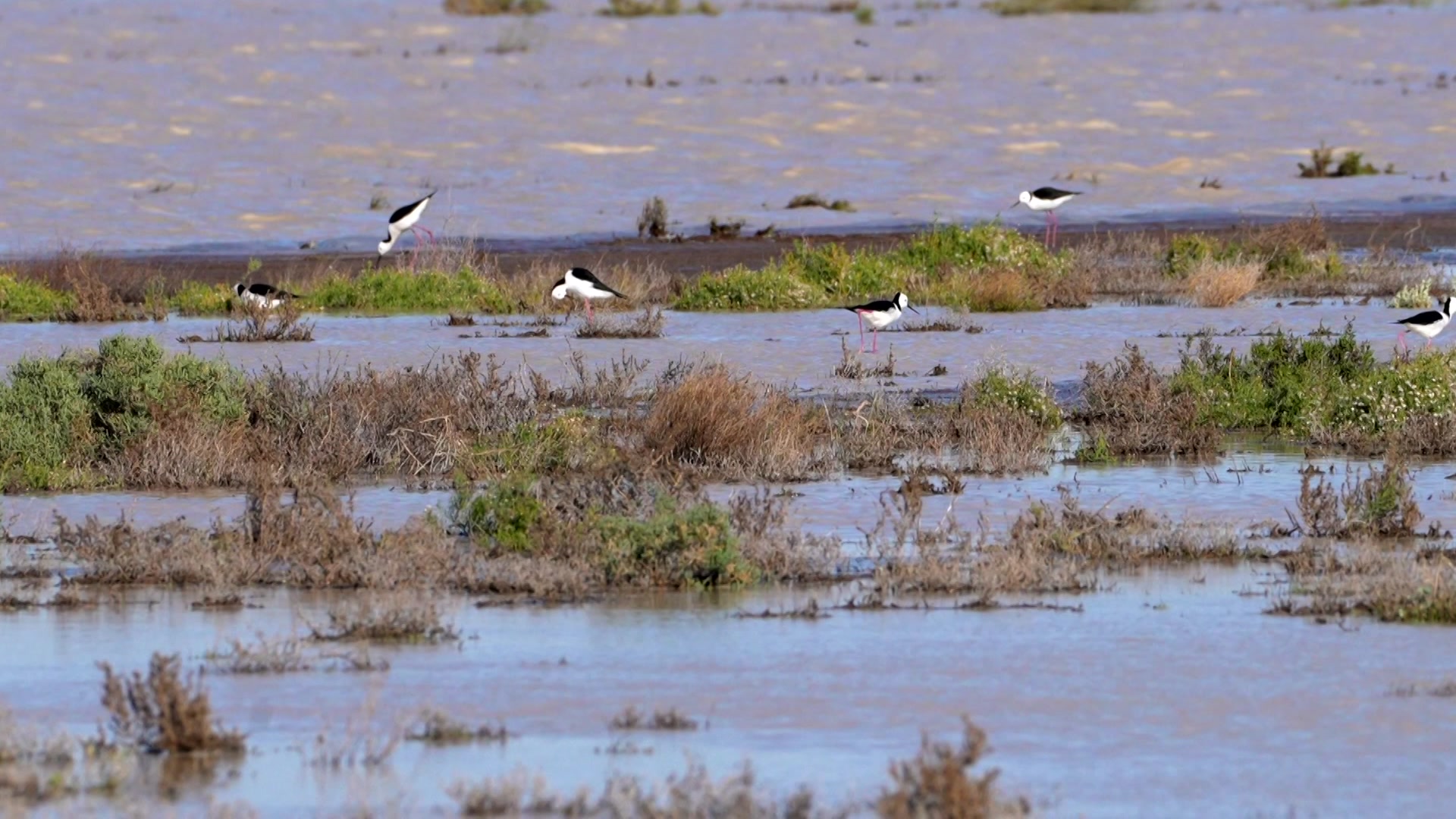 Pájaros blancos y negros vadeando en humedales