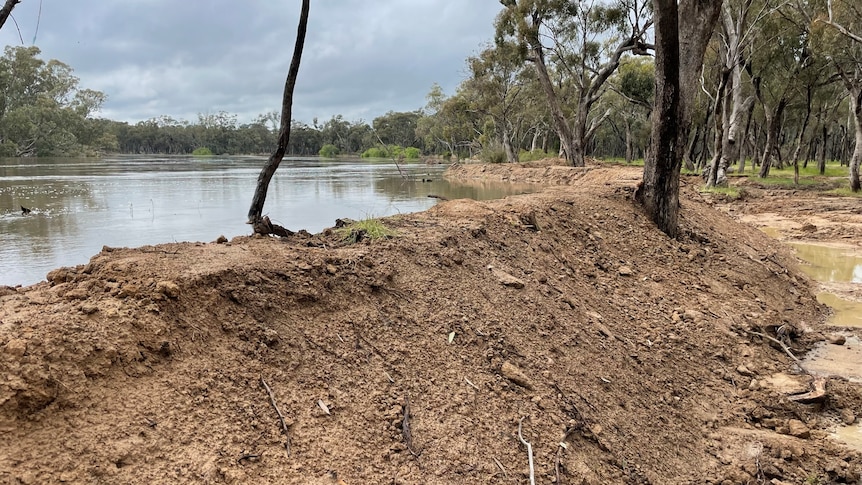 water sits near the top of a levee bank at Torrumbarry