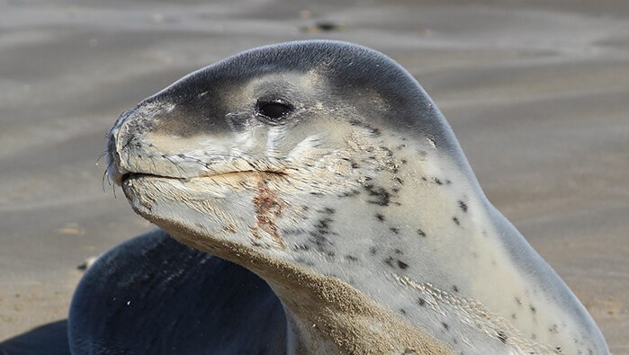 Young female leopard seal on southern Tasmanian beach, November 2017.