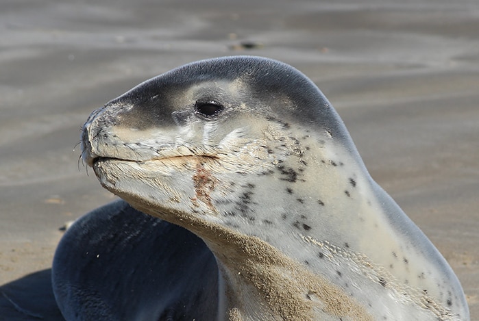 Young female leopard seal on southern Tasmanian beach, November 2017.