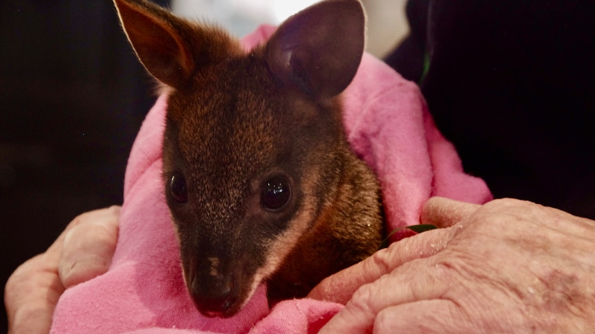 A baby joey wrapped in a pink blanket.