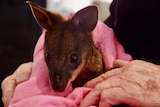 A baby joey wrapped in a pink blanket.