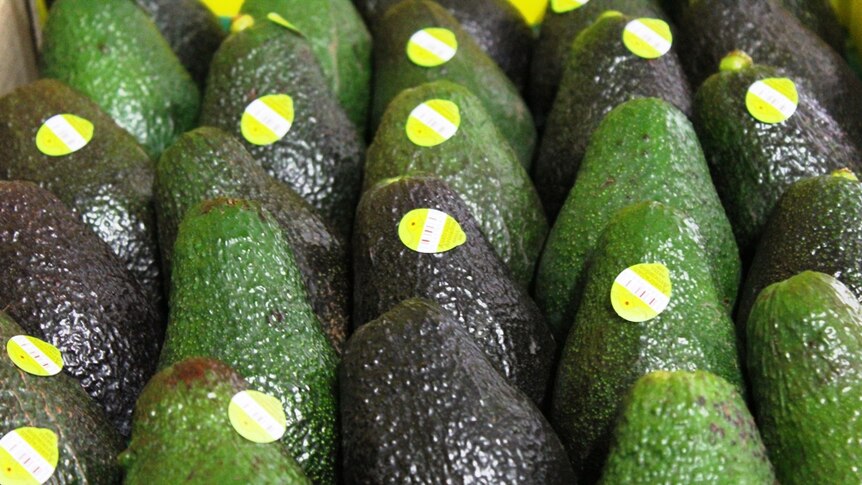 Packed avocados